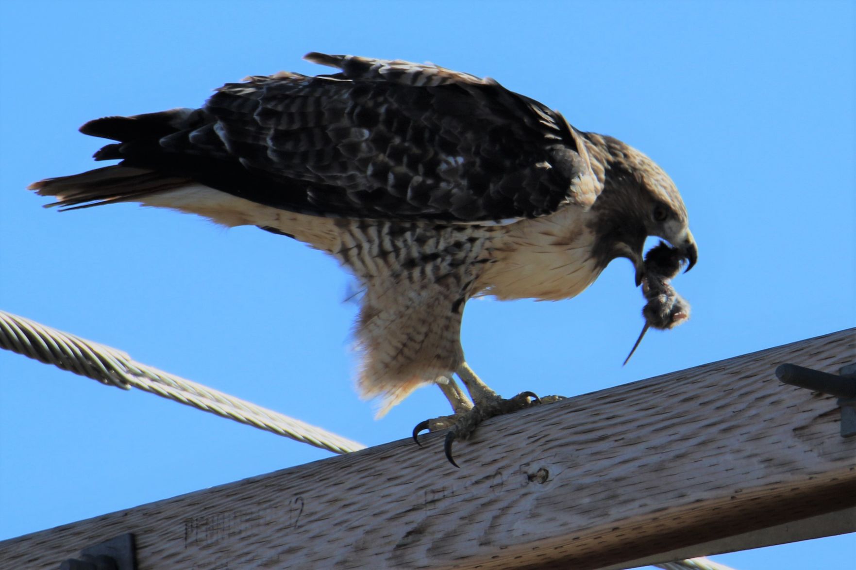 Hawk Feast